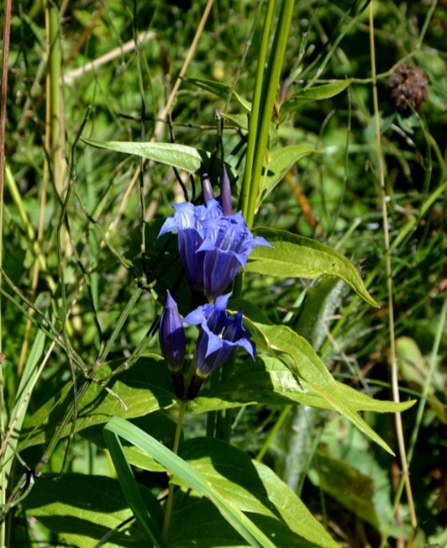 Gentiana asclepiadea